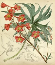 Delphinium cardinale
